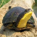 Blanding-s-turtle-(Mobile)