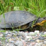 Blanding’s turtle (Photo by Nicole Rien) (Custom)