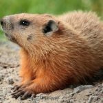 Groundhog-THUMBNAIL