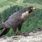 Peregrine-falcon-THUMBNAIL