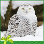 Snowy owl Gift of Canadian Nature